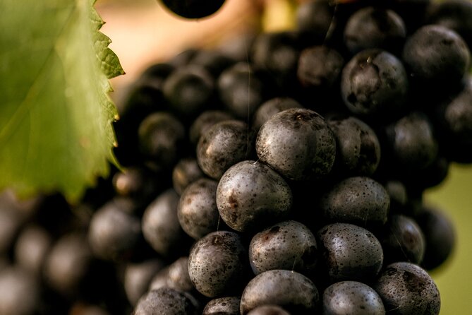 Owners Vineyard Tour and Tasting at Oastbrook - Booking Information