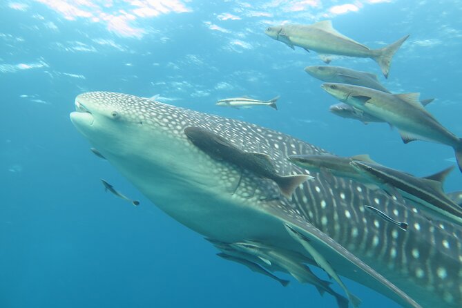 PADI Advanced Open Water Diver Course Two Days One Night Included Accommodation - Meeting and Pickup Details