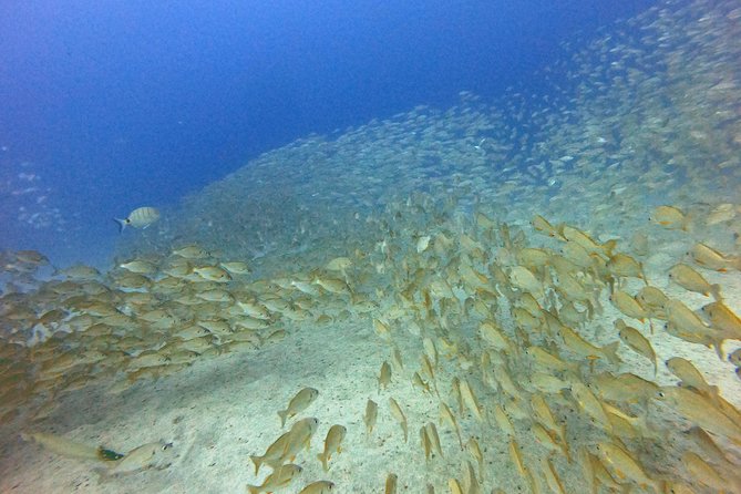 PADI Open Water Course in Costa Adeje - Customer Ratings