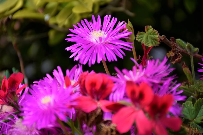 Paradise Valley Beauty Walk - Pickup Information