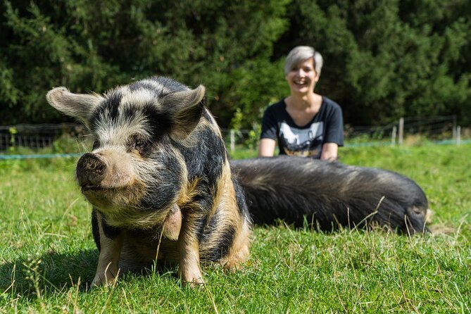Pigs Are Petting in the Waldviertel - Pricing and Payment