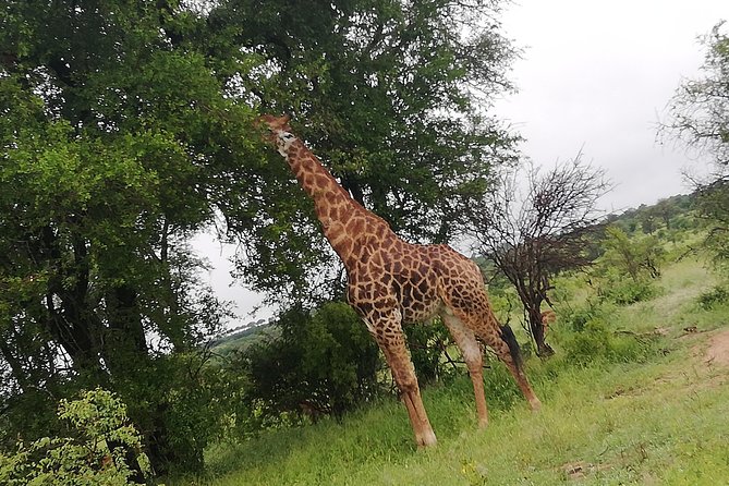 Pilanesberg Full Day Safari Private - Accessibility Considerations