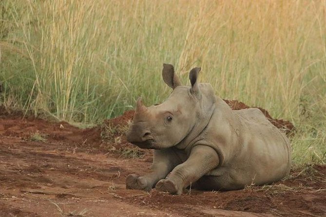 Pilanesberg Game Reserve 6 Hour Sunrise Safari From Johannesburg or Pretoria - Accessibility and Requirements