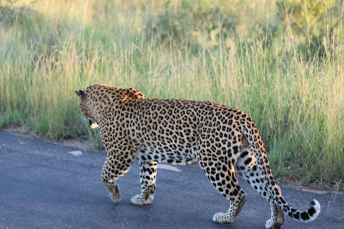 Pilanesberg National Park Safari, BIG 5 Full Day - Pickup and Availability