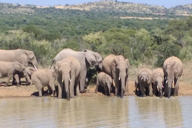 Pilanesberg Safari Fullday - Pickup and Start Time
