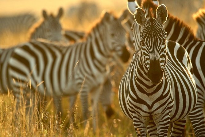 Pilanesberg Wildlife Safari - Inclusions and Pricing Details