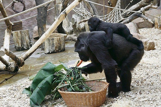 Prague Zoo Admission Ticket Including Round Trip Transfer - Customer Experiences and Ratings