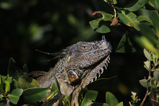 Private 2 Hour Mangrove Ecotour - Amenities and Accessibility