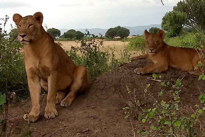 Private 3-Day Tour in Queen Elizabeth Park Safari - Cultural Immersion