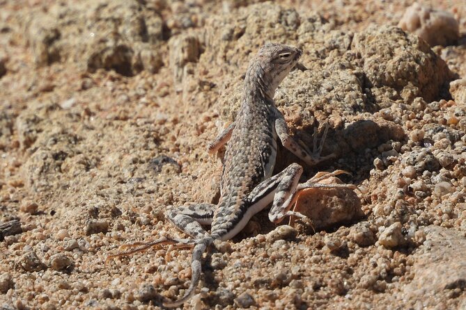Private-36 Hour Adventure in Joshua Tree National Park - Gourmet Meals and Snacks