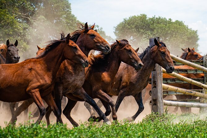 Private 4-Day Llanero Safari Tour in Enchantment - Savor the Flavors of Llanero Cuisine
