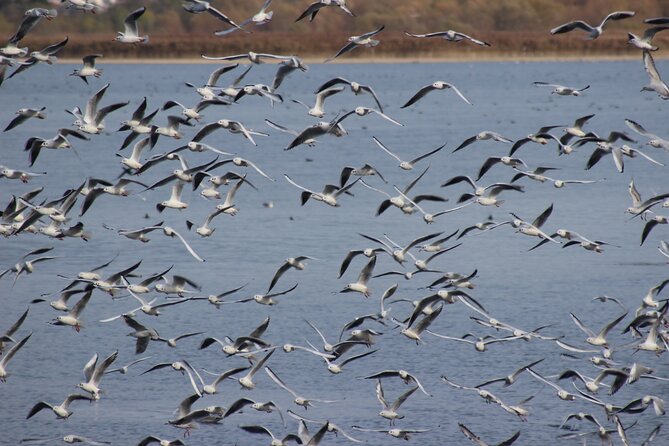 Private Birding Tour in Albania - Tour Schedule