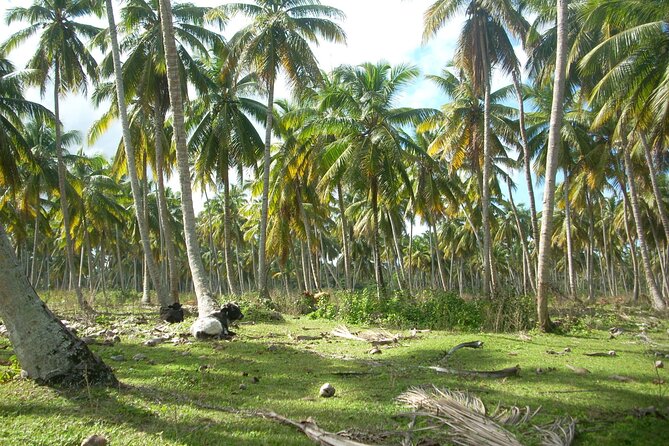 Private Boat Nature Tour of Limón Beach and Lagoon - Additional Information