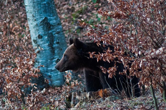 Private Brown Bear Watching Experience Near Odorheiu Secuiesc - Booking Information