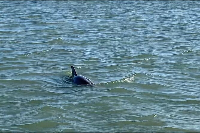 Private Charleston Dolphin and Eco Boat Tour - Customer Reviews and Experiences