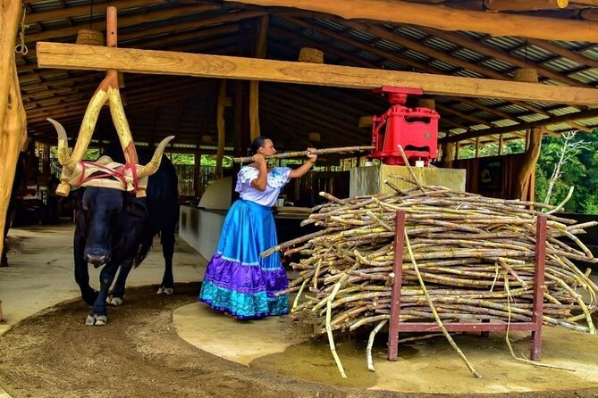 Private Combo Tour From Dreams Las Mareas - Coffee and Culinary Treats