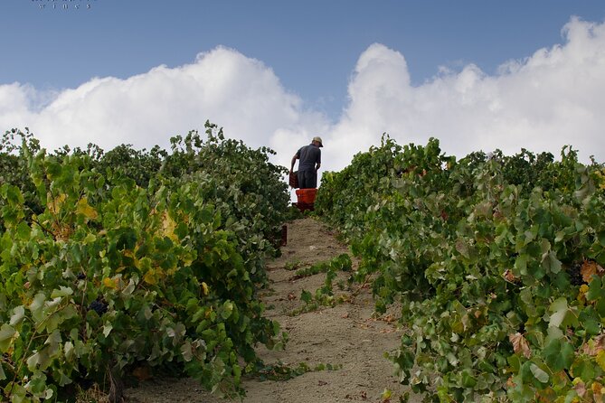 Private Cretan Gastronomic Experience Winery Visit With Tastings & Cooking Class - Transportation and Pickup