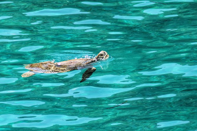 Private Day Sail BVI - Explore & Enjoy the British Virgin Islands - Personalized Experience Vs. Cruise Excursions