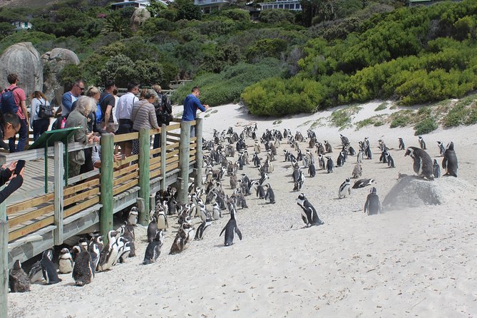 Private Day Tour to Cape of Good Hope Penguins Inc Entry Tickets From Cape Town - Accessibility Information