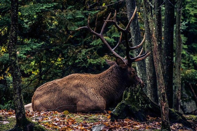 Private Day Tour to Wildlife Parc Omega and Montebello Lodge From Montreal - Wildlife Interaction Opportunities