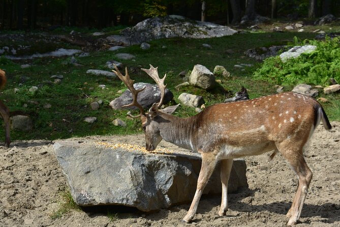 Private Day Trip to Parc Omega and Chateau Montebello From Montreal - Pickup and Start Time
