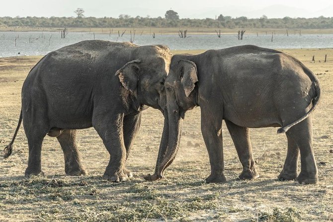Private Day Trip to Pidurangala Rock & Jeep Safari From Colombo - What to Expect at Pidurangala