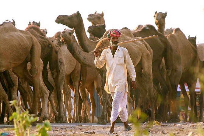 Private Day Trip to Pushkar From Jaipur - Pickup and Transportation Details
