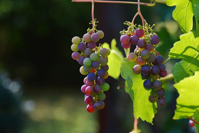 Private Day Trip Wine Tasting Tour Review - Tour Highlights and Experiences
