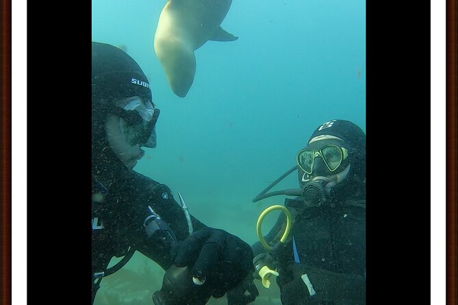 Private Diving Experience With Sea Lions in Punta Loma - Included in the Package