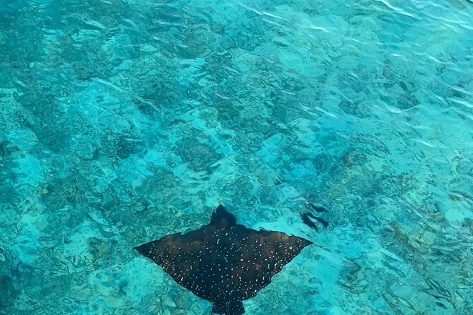 Private Dolphin Tour and Snorkeling at Mnemba Island Reef - Positive Guest Experiences