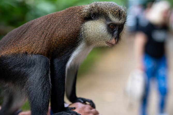 Private Full-Day Tour in Grenada With Pickup - Pickup and Meeting Details