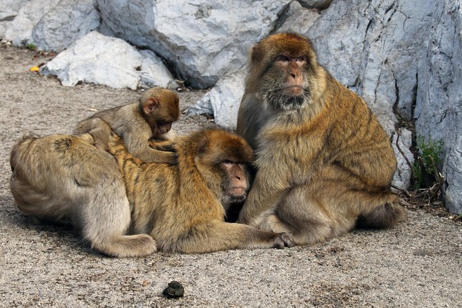 Private Gibraltar Day Tour From Seville - Itinerary and Sightseeing