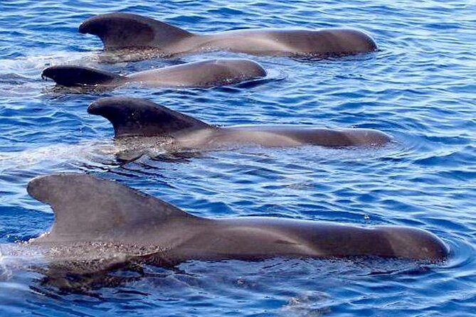 Private Glamorous Speedboat in Tenerife With Snacks & Drinks - Meeting and Pickup Details