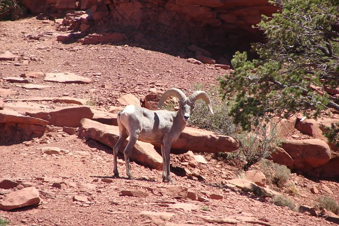 Private Grand Canyon Full Day Hike - Health and Safety