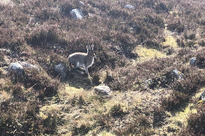 Private Guided Mountain Walking Experience in the Cairngorms - Preparing for the Hike