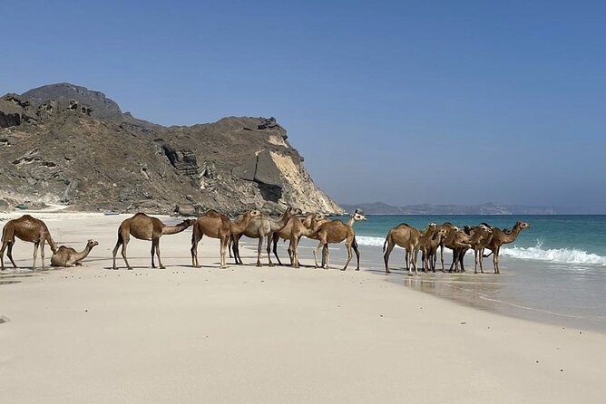 Private Guided Tour to West Beaches of Salalah - Inclusions and Amenities