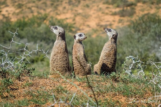 Private Half-Day Addo Elephant National Park Safari - Pricing Information