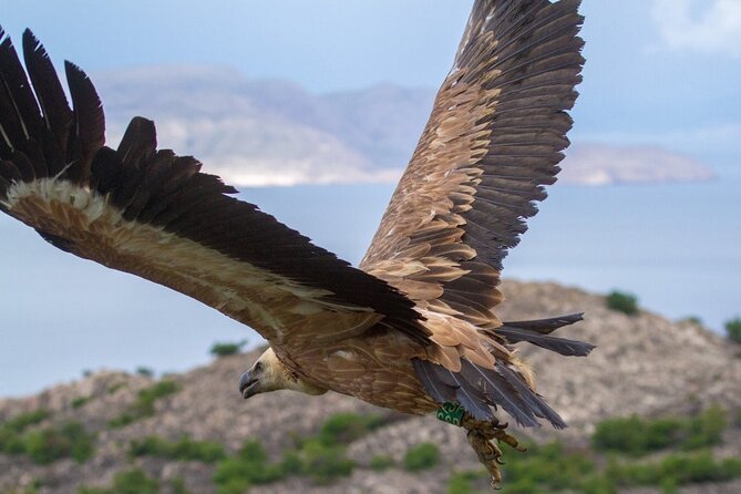 Private Half Day Boat Trip to Plavnik Island - Reviews and Feedback