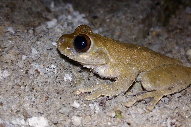 Private Night Observation Hike - Highlights of the Hike