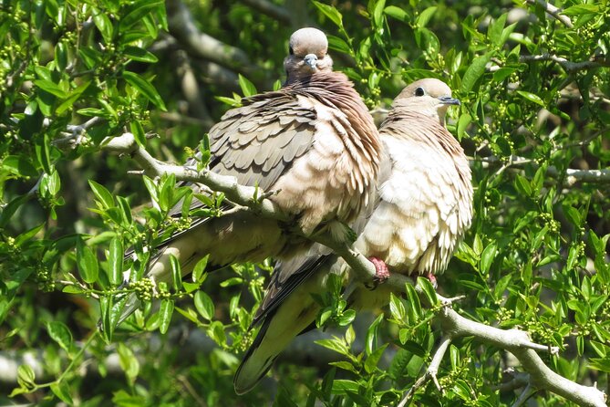 Private Old City Birdwatching - Visitor Ratings and Reviews