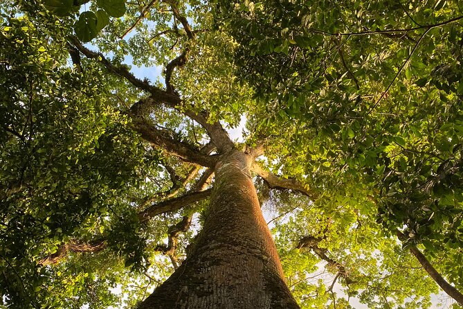 Private Rainforest Walk Through the Guanacaste National Park - Booking Information