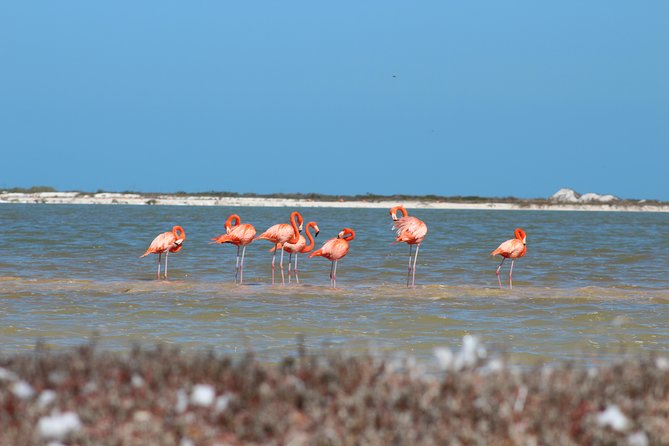 Private Rio Lagartos Flamingo and Pink Lakes - Meeting and Pickup