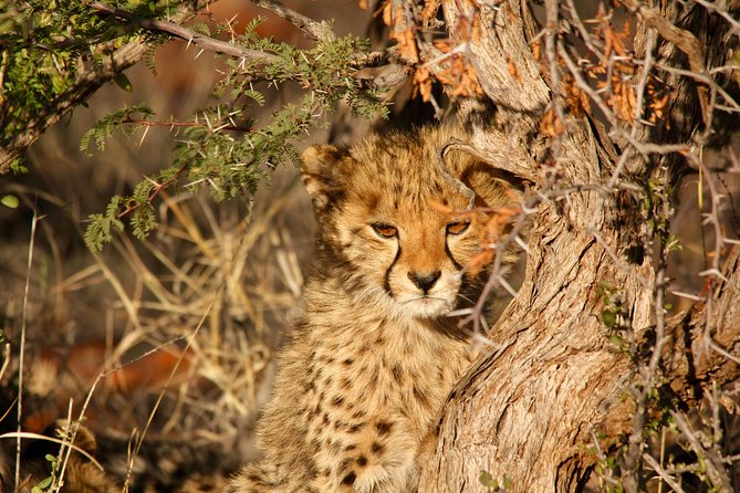 Private Safari for Couples | 5 Day - Health and Accessibility