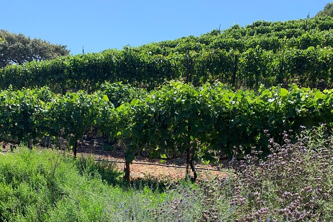 Private Santa Ynez Valley Wine Country Tour - Included Meals and Beverages