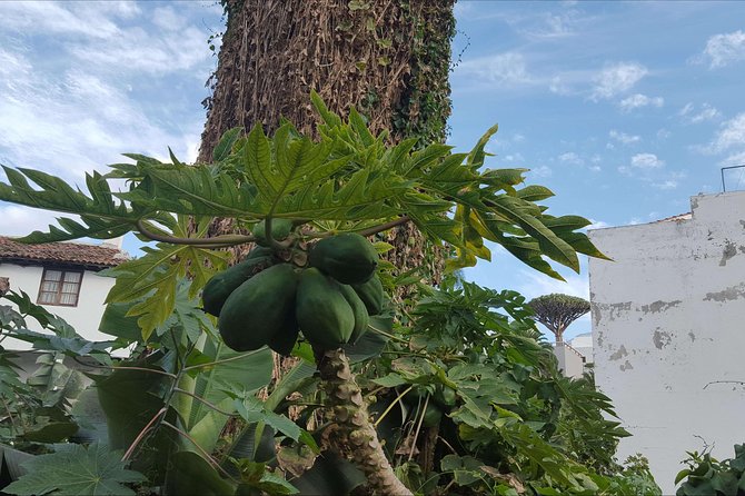 Private Shore Excursion in Tenerife From Your Cruise Ship - Pickup and Meeting Details