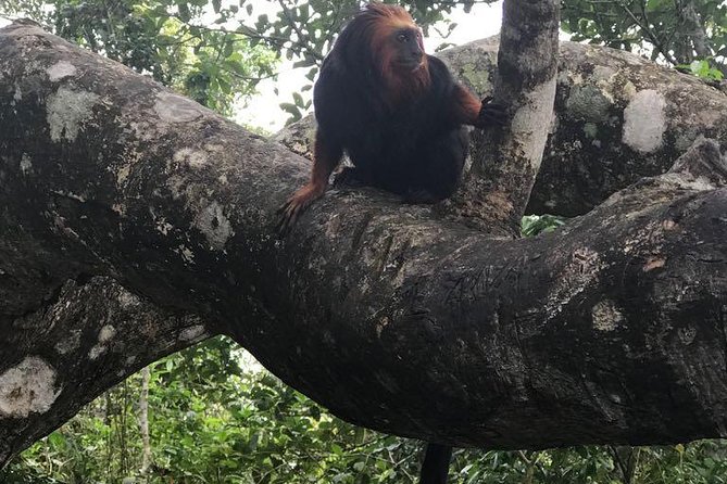 Private Tijuca Forest and Christ the Redeemer Tour - Pickup Information