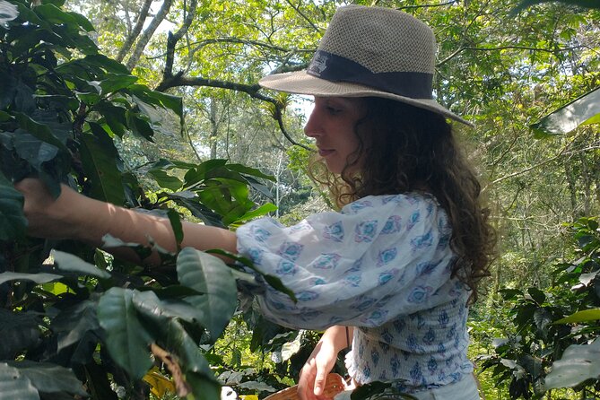 Private Tour Coffee Plantation Coloma Transportation + Lunch - Accessibility and Traveler Requirements