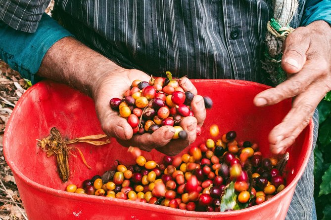 Private Tour: Colombian Coffee Farm & Culture From Medellin - From Crop to Cup! - Inclusions and Exclusions