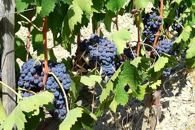 PRIVATE Tour: Florence & Chianti in One Day With Lunch and Tasting in Winery - What to Expect