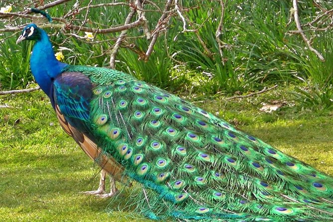 Private Tour Halfday Mini-Zoo Santo Da Serra Park - Tour Booking and Availability